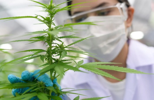 high-potency marijuana